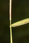 Lindheimer panicgrass